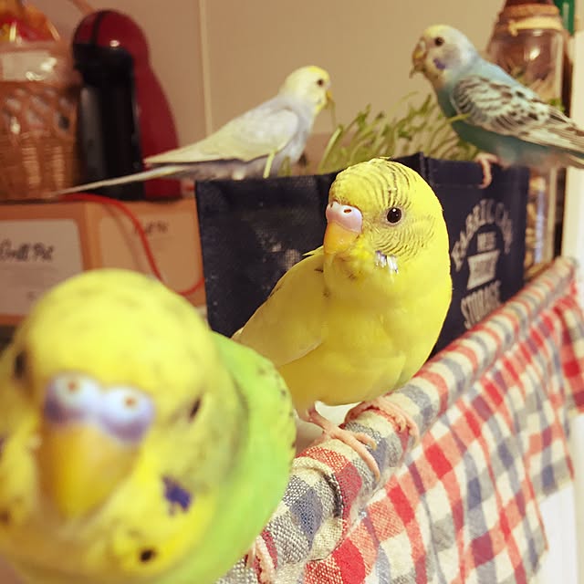 oniyomeさんの実例写真