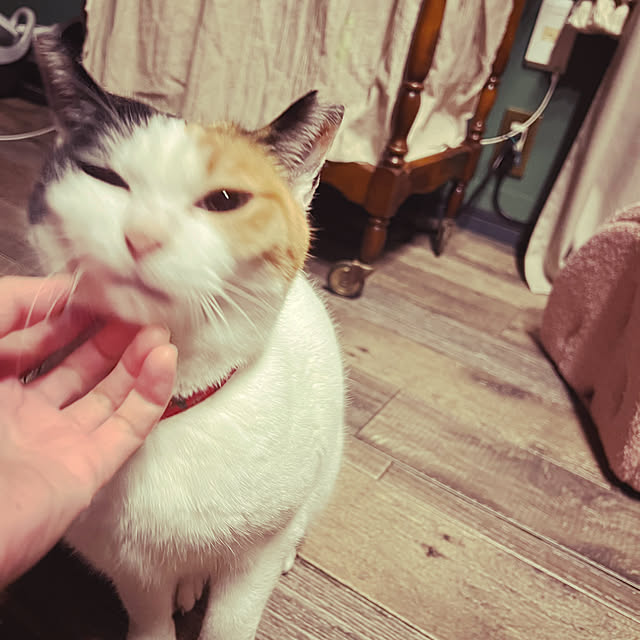 puku.meruさんの部屋