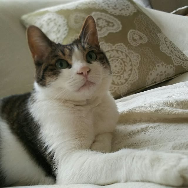 rinさんの実例写真