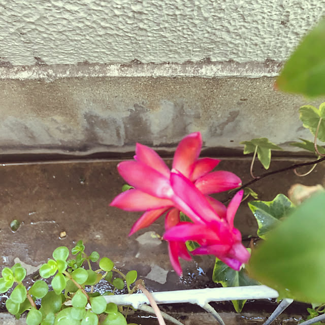 rainさんの実例写真