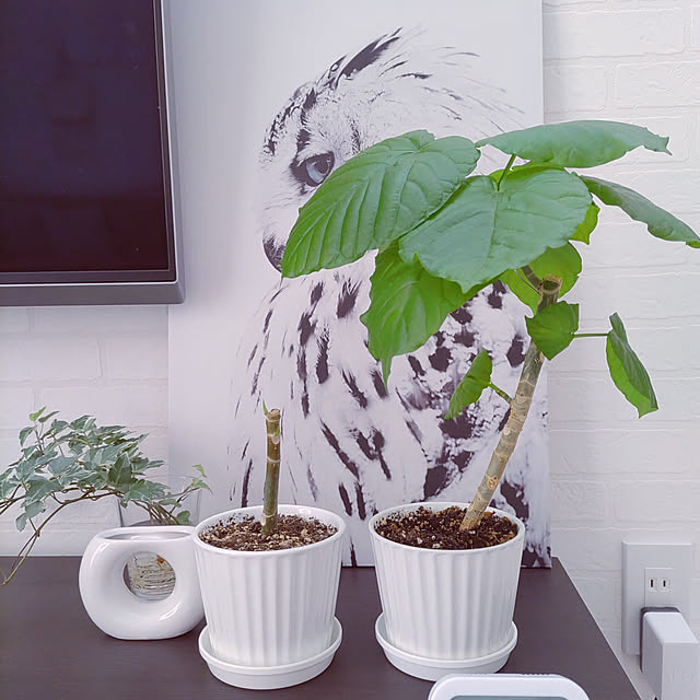 KJMRRさんの実例写真