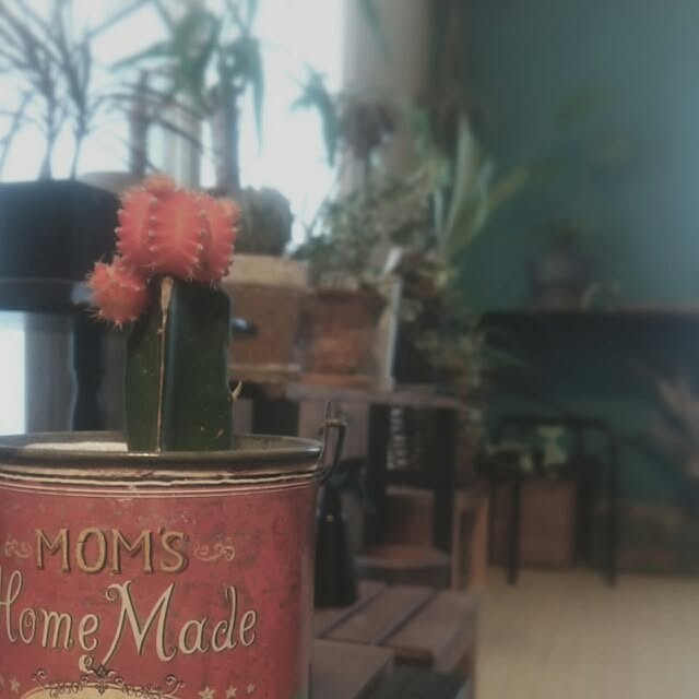 バス/トイレ/植物/アンティーク/DIY/サボテン...などのインテリア実例 - 2015-01-28 12:31:05