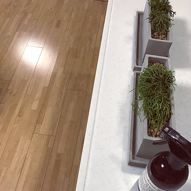 キッチン/観葉植物のインテリア実例 - 2016-12-08 17:54:29