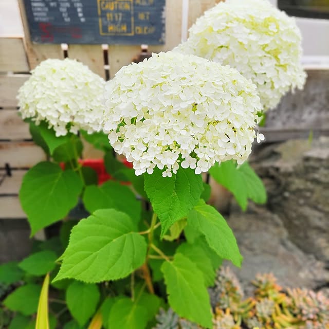 tomoさんの実例写真
