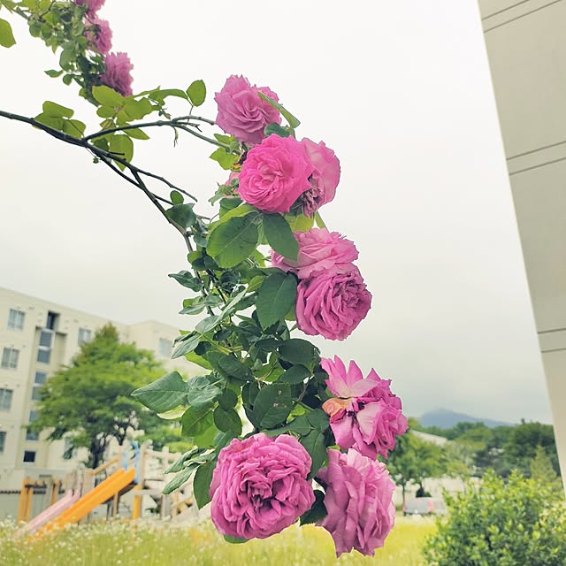 kiraさんの部屋