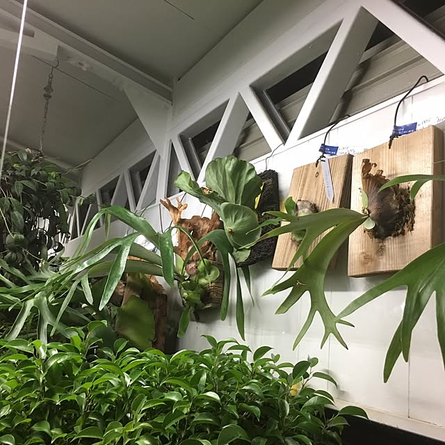GREENJAMさんの実例写真