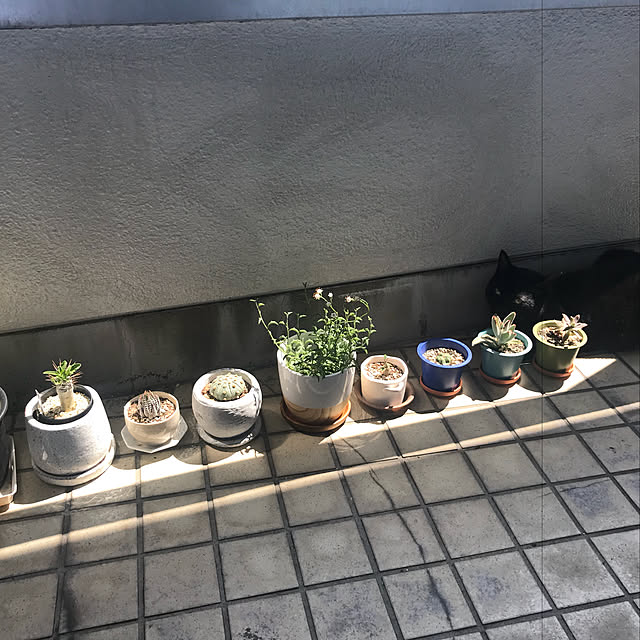 m.lotus0603さんの実例写真