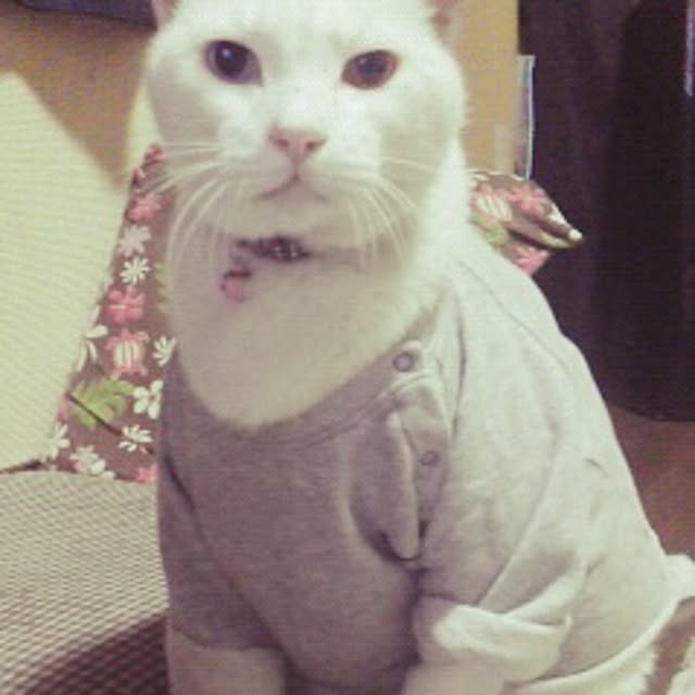 kamechanさんの実例写真