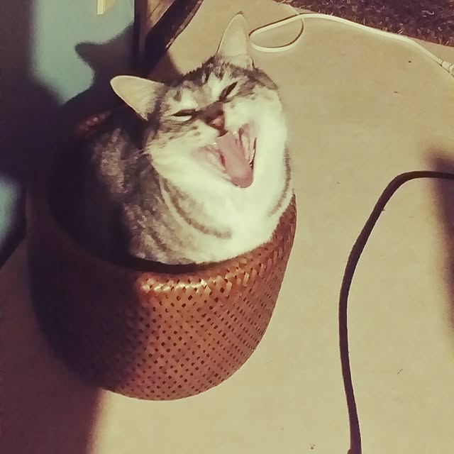 annさんの実例写真