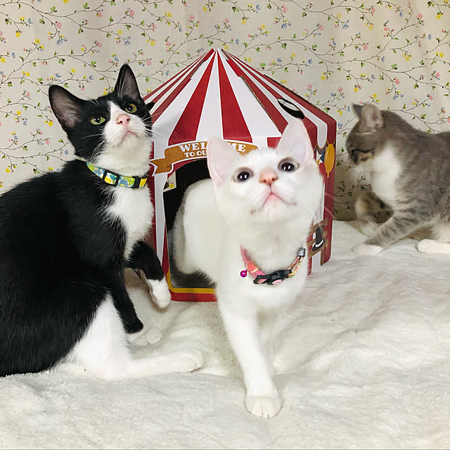 Oreoさんの実例写真