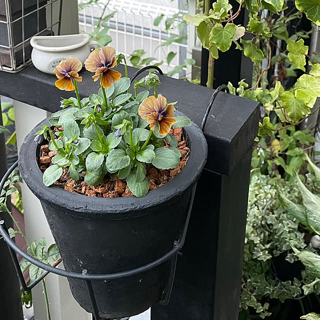 shiropenguinさんの実例写真