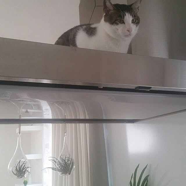 runayucoさんの実例写真