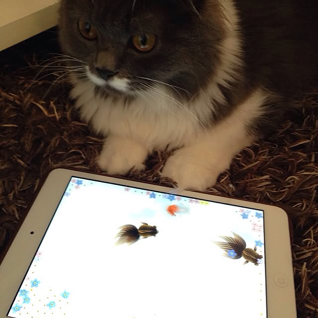papurikaさんの実例写真