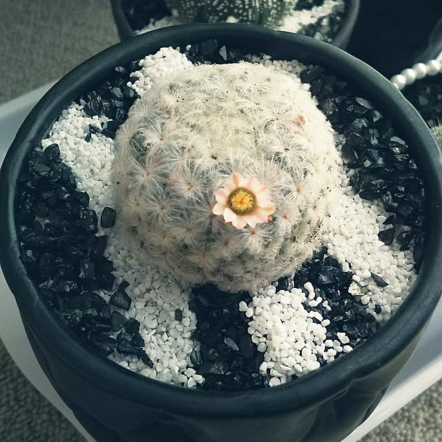 ...t_m_eee...さんの実例写真