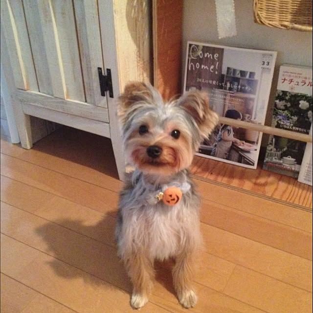 mayuoさんの実例写真