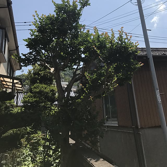 seroriさんの実例写真