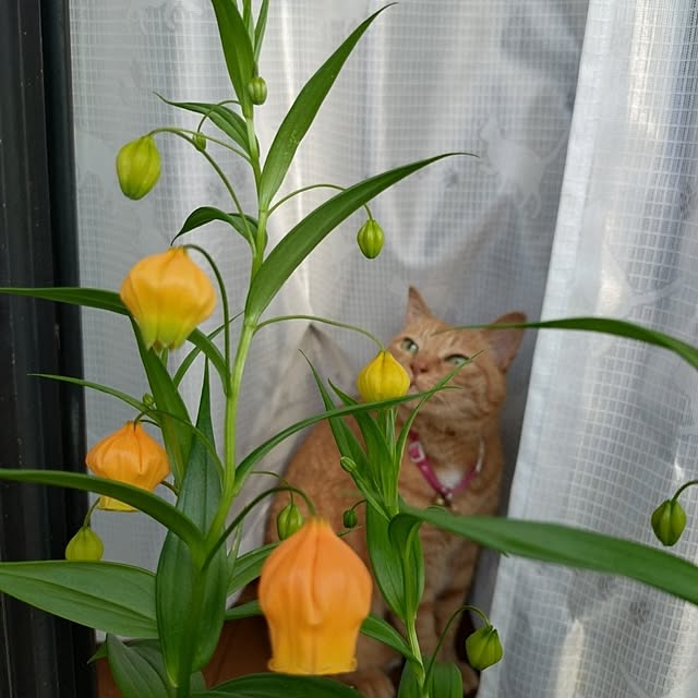 NOAHさんの実例写真
