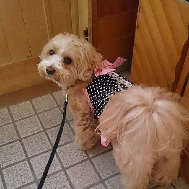 makaronさんの実例写真