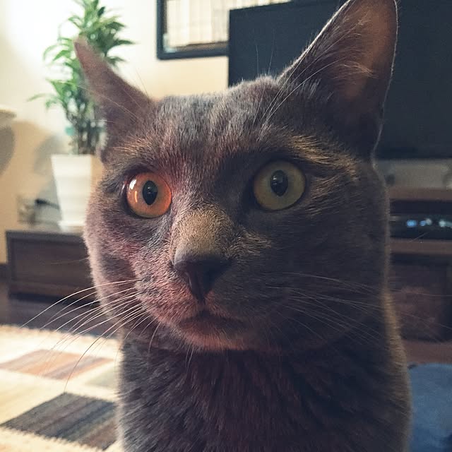 oscalさんの実例写真