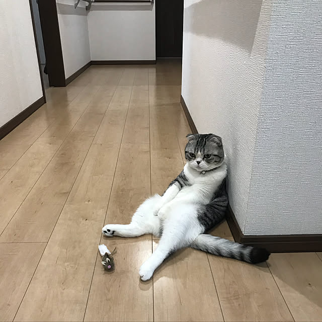 Dahliaさんの実例写真