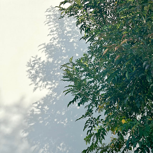 Kaneyukiさんの実例写真