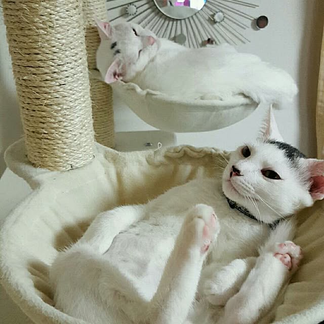 Macyuさんの実例写真
