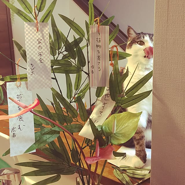 motimotinonikuさんの実例写真