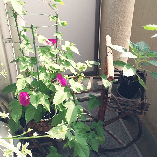 akaneさんの実例写真