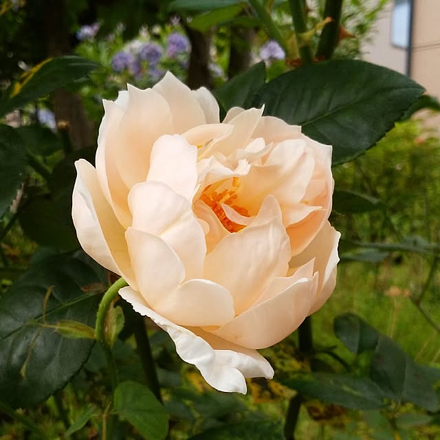 yum0408さんの実例写真
