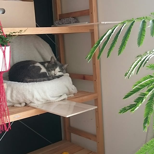 chicchiさんの実例写真