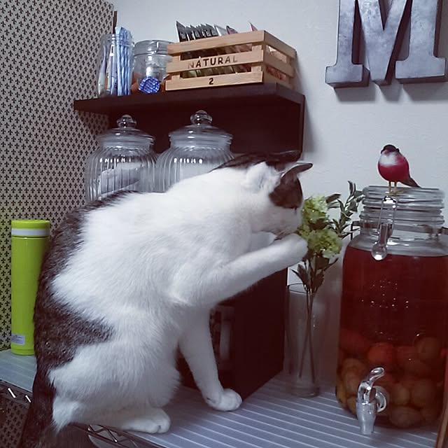 kamekoさんの実例写真
