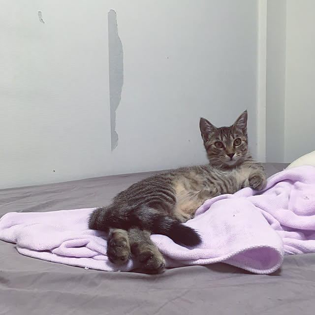 mikomaruさんの実例写真