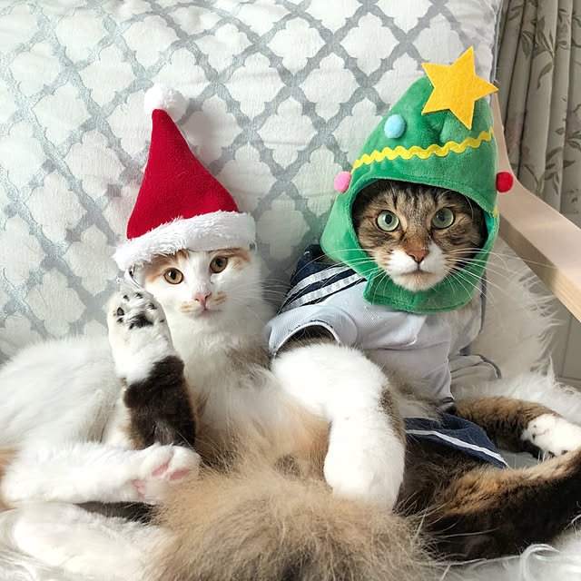 yuchiさんの実例写真