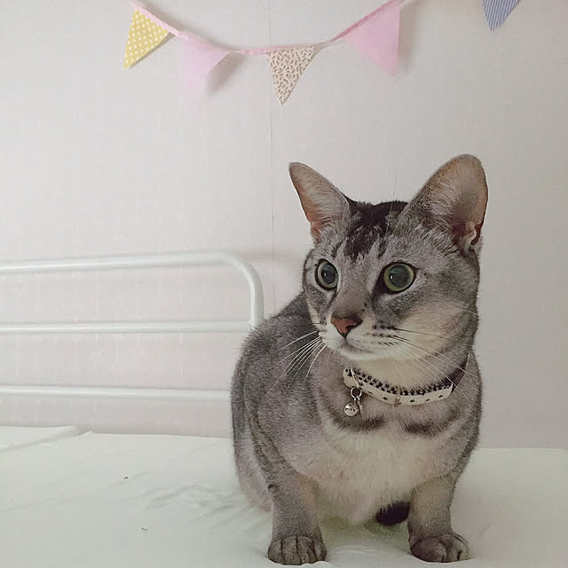 kotoriさんの実例写真