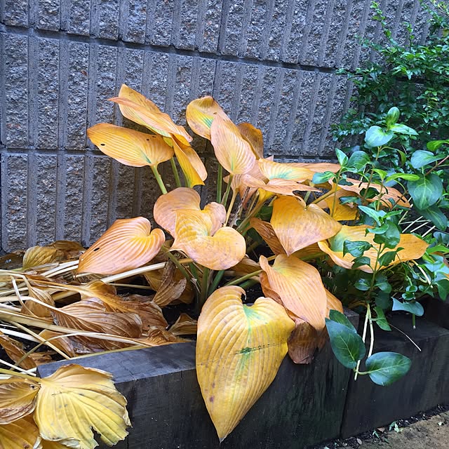 maYoさんの実例写真