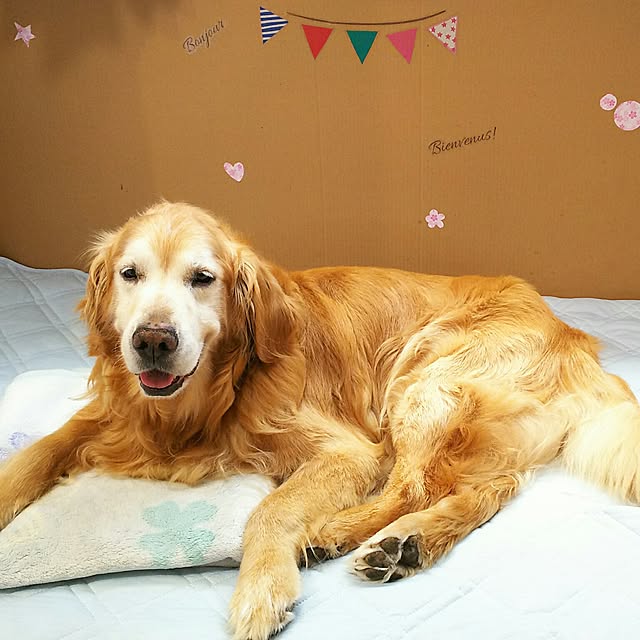 shelly-1227さんの実例写真