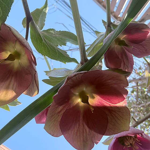 bestwishes.ryokoさんの部屋