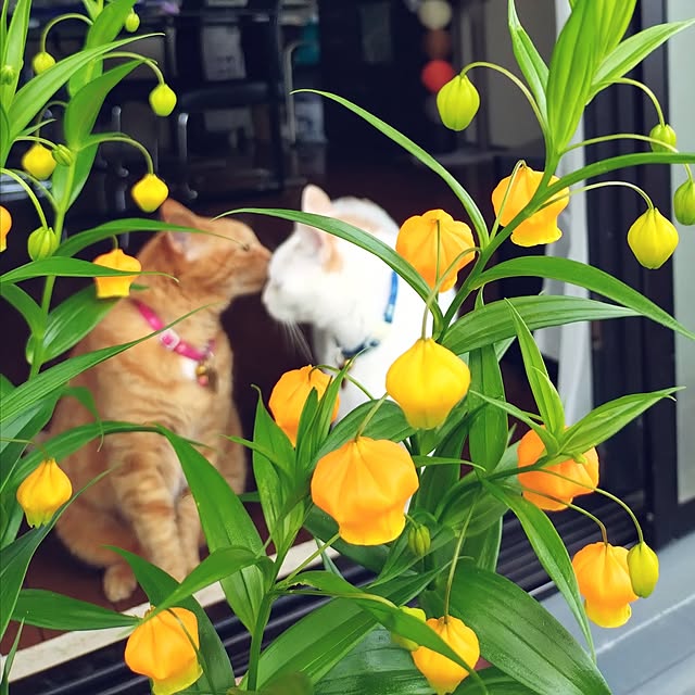 NOAHさんの実例写真