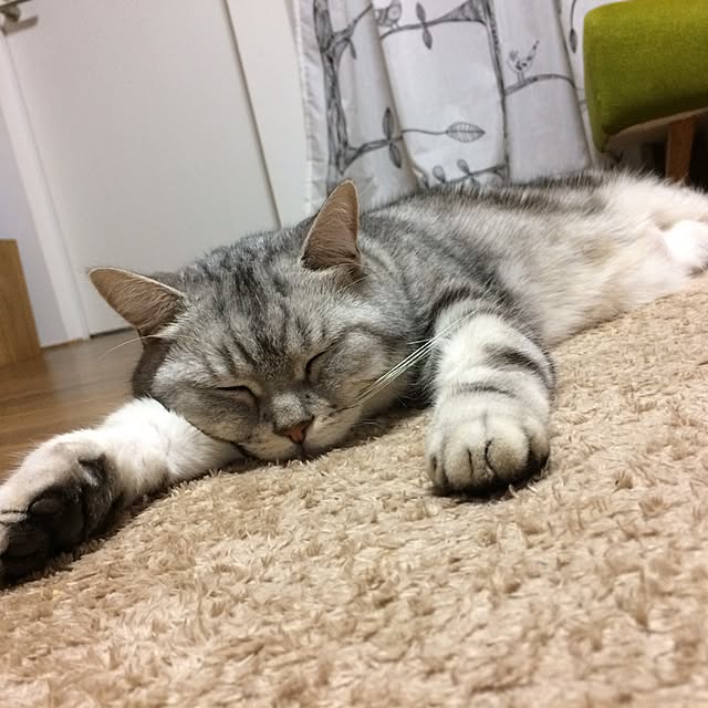 Maklokinakaさんの実例写真