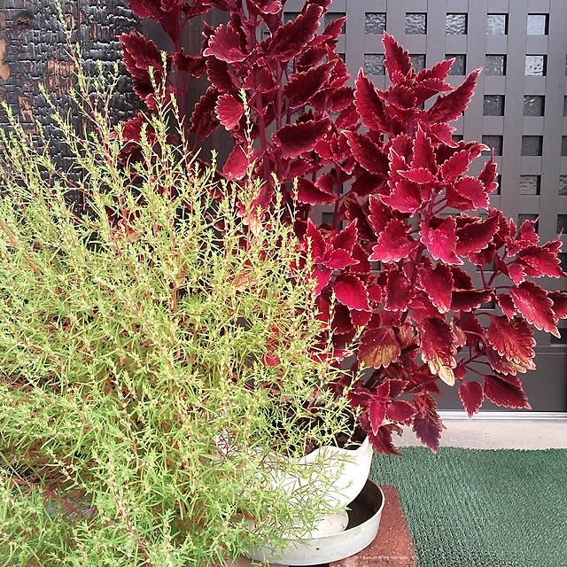 玄関/入り口/植物のインテリア実例 - 2014-10-02 14:11:54