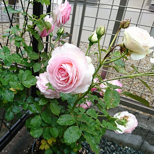Chihiroさんの実例写真