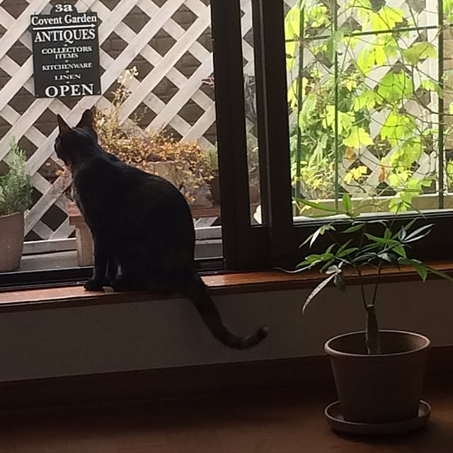 nemuさんの実例写真