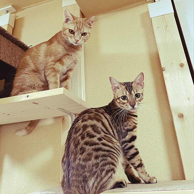 kinakomugiさんの実例写真