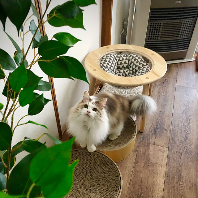acorn3さんの実例写真