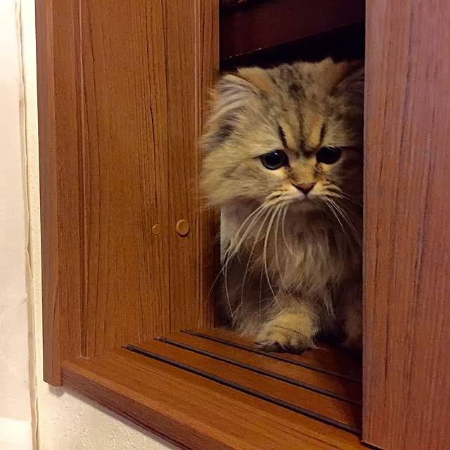 butachanさんの実例写真