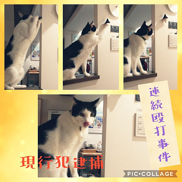futukoさんの実例写真