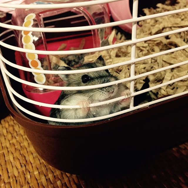tommyさんの実例写真