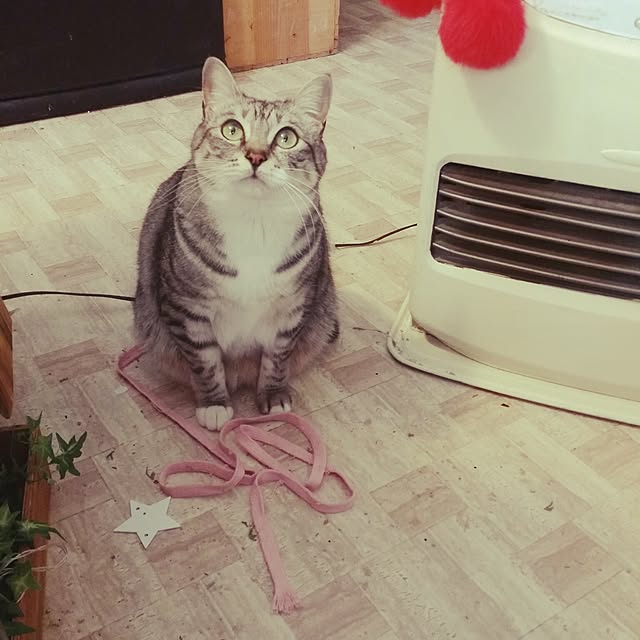 annさんの実例写真