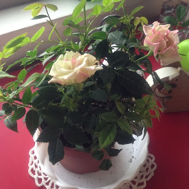 tower_liarさんの実例写真