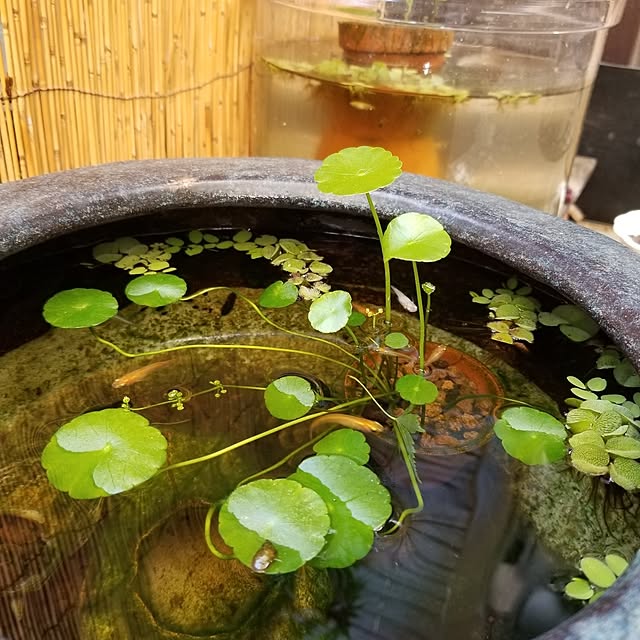 midoriさんの実例写真